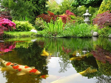 pond images hd|picture of fish pond.